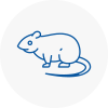 Rat Control Essex